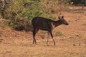 Sambar Deer